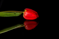 Tulip-1