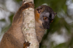 Madagascar