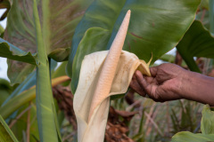 Madagascar-16