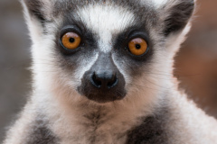 Madagascar-2