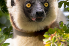 Madagascar-3