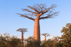 Madagascar-42