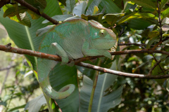 Madagascar-50