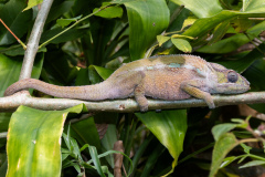 Madagascar-51