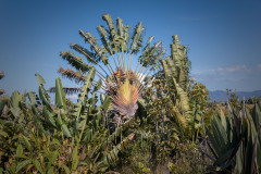 Madagascar-8