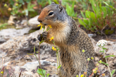 Marmot
