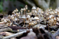 Mushroom