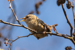 Wren-Bird
