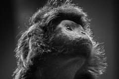 Zoo-4695