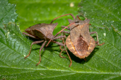 Insects