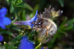 Anthophora-Plumipes