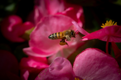 Apis-Mellifera-1
