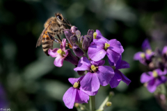 Apis-Mellifera-2