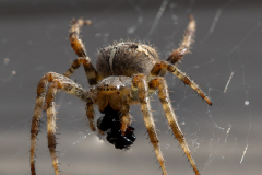 Araneus-Diadematus-2