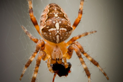 Araneus-Diadematus-3