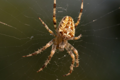 Araneus-Diadematus-4