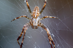 Araneus-Diadematus-5