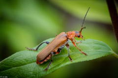 Cantharis-Livida