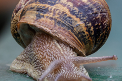 Cornu-Aspersum