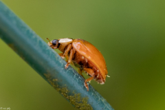 Cynegetis-Impuctata