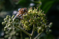 Eristalis-Tenax