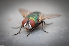 Lucilia-Spec-1