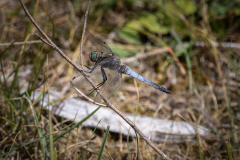 Orthetrum-Cancellatum
