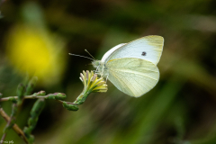 Pieris-Rapae