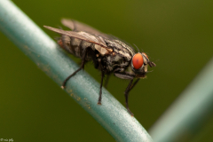 Sarcophagidae-1