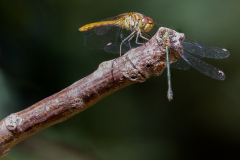 Sympetrum-Meridionale