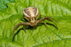 Xysticus-Ulmi