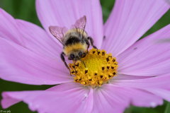 bombus-lucorum
