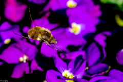 bombylius-major-1