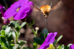 bombylius-major-2